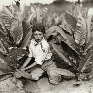 HINE: TOBACCO FARM, 1917. Ten-year-old tobacco picker on Gildersleeve Tobacco Farm