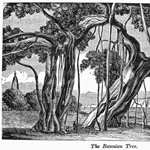 INDIA: BANYAN TREE. Wood engraving, early 19th century