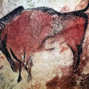 Print of Standing Bull Bison from Altamira Cave, c10,000 B.C