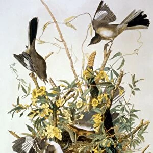 NORTHERN MOCKINGBIRD (Mimus polyglottos). Lithograph, 1858, after John James Audubon