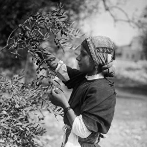 PALESTINE: OLIVES, c1910. A young woman picking olives in Palestine. Photograph, c1910