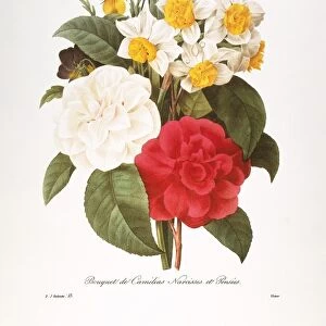 REDOUTE: BOUQUET, 1833. Common camellia (Camellia japonica), narcissus (Narcissus x incomparabilis) and johnny-jump-up pansy (Viola tricolor): engraving after a painting by Pierre Joseph Redoute for his Choix des plus belles fleurs, Paris, 1833