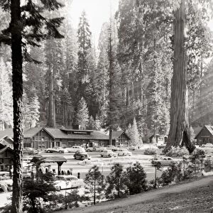 SEQUOIA NATIONAL PARK. View of the Giant Forest Village with the Sentinel Tree in Sequoia National Park, California. Photograph, c1957