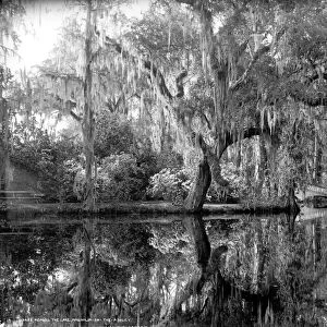 SOUTH CAROLINA: LAKE, c1901. Lake at Magnolia-on-the-Ashley, or Magnolia Gardens