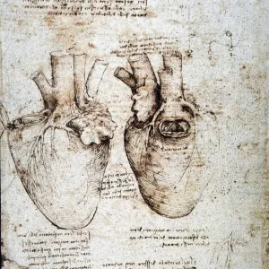 Studies of an ox heart by Leonardo da Vinci, c1512, pen and ink