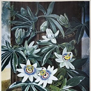 THORNTON: PASSION-FLOWER. The Blue Passion-Flower (Passiflora caerulea L. ). Engraving by Caldwall after a painting by Philip Reinagle for The Temple of Flora, by British botanist Robert John Thornton, 1800