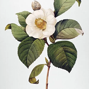 WHITE CAMELLIA (Camellia japonica). Engraving after a painting by Pierre-Joseph Redout