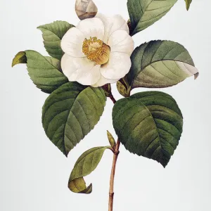 WHITE CAMELLIA (Camellia japonica). Engraving after a painting by Pierre-Joseph Redout