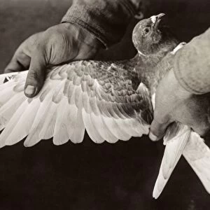 WWI: PIGEON, 1918. A homing pigeon used by the US Army to carry messages