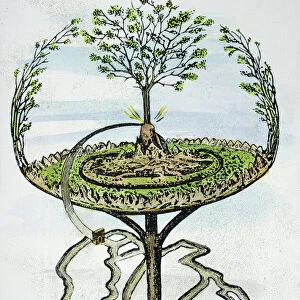 YGGDRASILL. The evergreen ash tree that in Nordic-Germanic mythology overshadows the whole universe: line engraving from Finn Magnusens Eddalaeren, Copenhagen, 1824