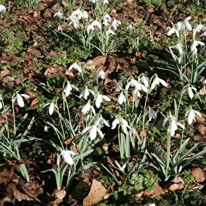 The National Collection of Snowdrops