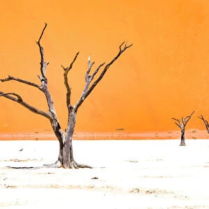 Dead trees below the dunes in Sossusvlei in Namibia