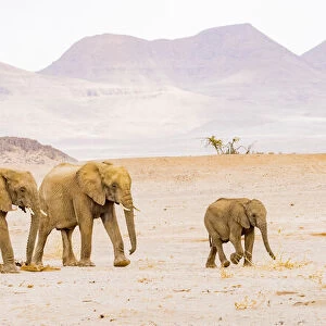 A group of desert elephants in Damaraland, Namibia