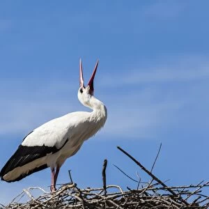 A white stork at the Pont de Gau Ornithological Park, France