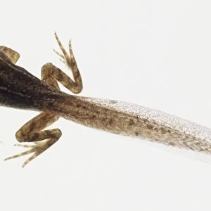 12 week old Tadpole (Anura) with tail and legs