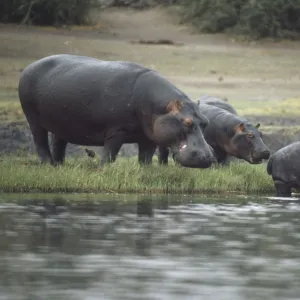 Africa, Botswana, Moremi Wildlife Reserve, group of Hippos (Hippopotamus amphibius) standing at edge of water, young animal standing in water