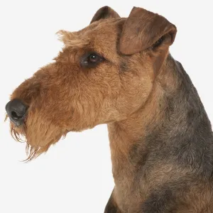 Airedale Terrier, profile