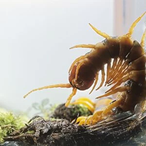 Amazonian Giant Centipede (Scolopendra gigantea) seen from underside