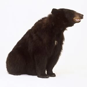 American Black Bear (Ursus americanus) sitting, side view