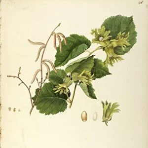 American hazelnut (Corylus americana Marsh), Betulaceae by Angela Rossi Bottione, watercolor, 1812-1837