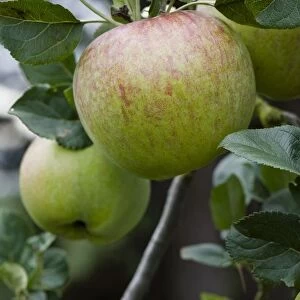 Apples Howgate Wonder on branch, close-up