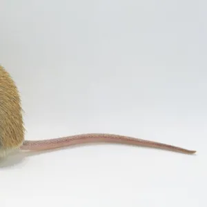 Arabian Spiny Mouse (Acomys sp. ), side view