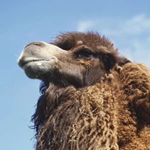 Bactrian Camel (Camelus bactrianus), head, close up