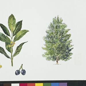 Bay Laurel (Laurus nobilis), plant with leaves and flowers, illustration