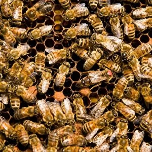 Beekeeping. Queen Bee