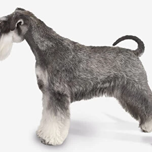 Black and silver Miniature Schnauzer dog, standing