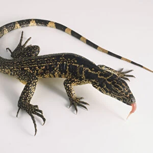 Black tegu (Tupinambis teguixin), lizard sticking its tongue out, view from above