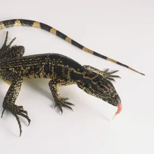 Black tegu (Tupinambis teguixin), lizard sticking its tongue out, view from above