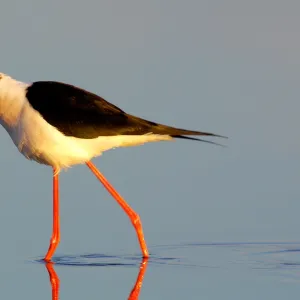 Black-winged Stilt. Himantopus Himantopus