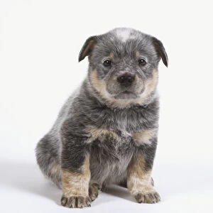 Blue Heeler puppy, showing a brown, white and grey marbled coat, sitting down, front view