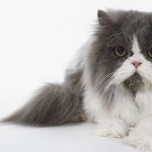 Blue and White Persian longhaired bicolour cat with bushy tail and powerful jaws, lying down