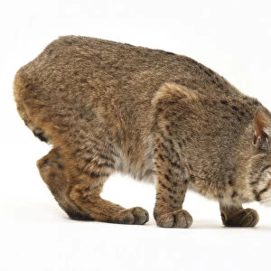 Bobcat crouching (Felis rufa), side view