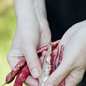 Borlotto bean Lingua di Fuoco (Borlotto firetongue), hands holding seed pods, one open showing seeds