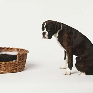 Boxer Dog (Canis familiaris) sitting in front of two Kittens (Felis sylvestris catus) curled up in wicker basket, side view
