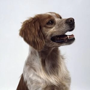 Brittany dog, profile