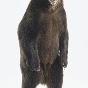 Brown Bear (Ursus arctos) standing