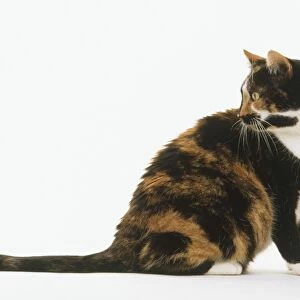 Brown, black and white tortoiseshell Cat (Felis catus) sitting up looking backwards, side view
