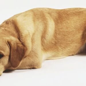 Brown Retriever dog (Canis familiaris) lying down, side view