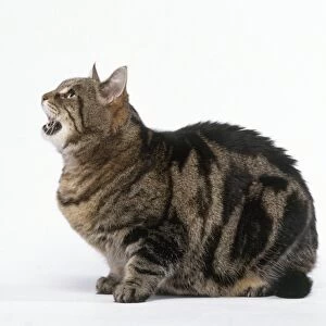 Brown tabby cat miaowing, side view