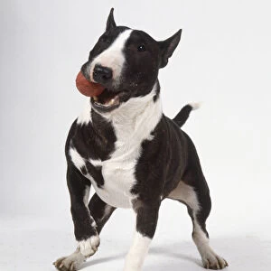 A brown and white miniature bull terrier with pointed ears and right paw raised, holds a red ball in its mouth