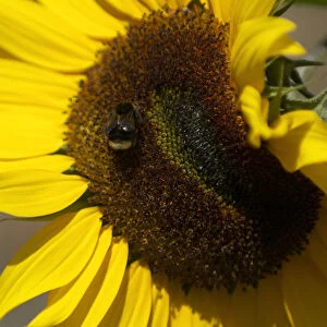Bumble bee on sunflower flower head