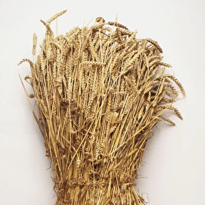 Bundle of Triticum sp. Wheat