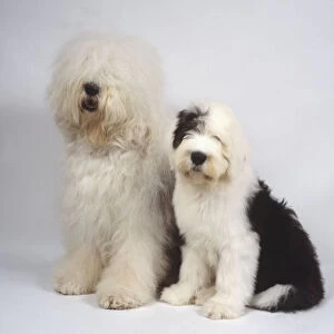 A bushy-haired white and gray old English sheepdog with its long fluffy hair covering its head and eyes