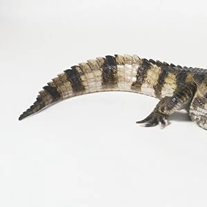 Caiman Crocodile (Caiman crocodilus)
