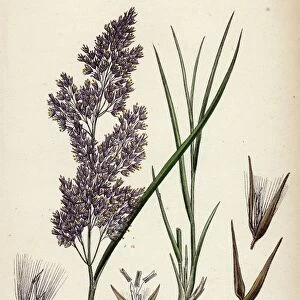 Calamagrostis lanceolata, Purple-flowered Small-reed