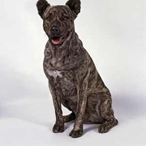 Cao de Fila de Sao Miguel (Sao Miguel Cattle Dog) sitting showing cropped ears and brindles brown coat